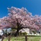 向島の蓬萊桜