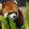 レッサーパンダ