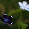 春花4
