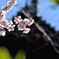 残寒余寒の桜