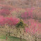 梅林公園