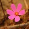 河原に咲く花