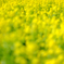 Yellow Celebration