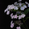 隅田の花火