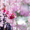 spring has come