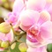 お花