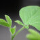 Extension Tube EF12 Ⅱ