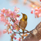 河津桜と記念撮影。。♪
