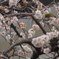 桜が咲く前に