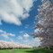 オレゴンから桜便り - State Capital State Park #2