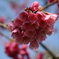 寒緋桜