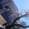 春を撮る～梅の花～