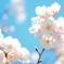 花見日和