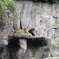 ライオン