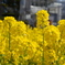 菜の花
