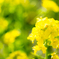 菜の花