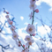 梅の花