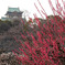 大阪城の紅梅