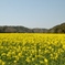 DSC_0955 (3)