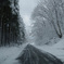 春の雪Ⅲ