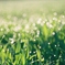 Drops of morning