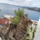 エーゲ海の猫