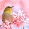 ウメジロの後はカメジロ