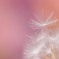 “Spring gradation” 春グラデーション