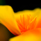 Yellow-Orange