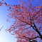 桜ツリー II