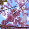 桜ツリー III