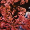 桜ツリー V