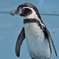 ペンギン
