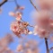 河津桜