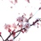 春