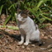ねこ