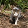 ねこ２