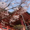 桜とお寺