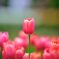 Tulipa