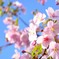 sakura_トリミング１