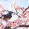 桜鳥（撮り）
