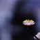 華発の春