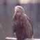 THE GOLDEN　EAGLE