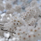 2008桜