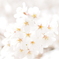 2008桜