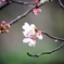 開花。