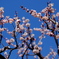 河津桜