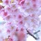 桜花