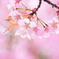 sakura　crown