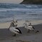 休憩するペリカンたち 